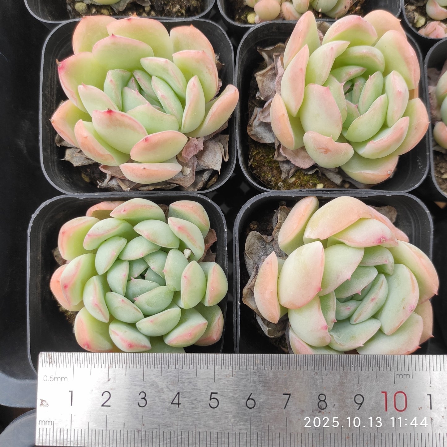 11852 Echeveria Suryeon (6cm pot size)