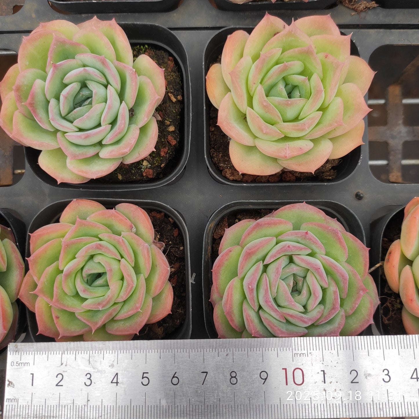 19056 Echeveria Till The End (6.5cm pot size)