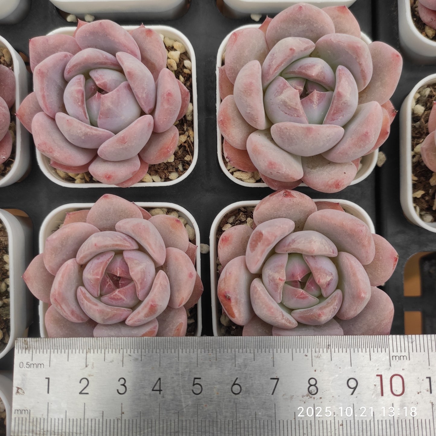 21896 Echeveria Orange Monroe Hyb (5.5cm pot size)