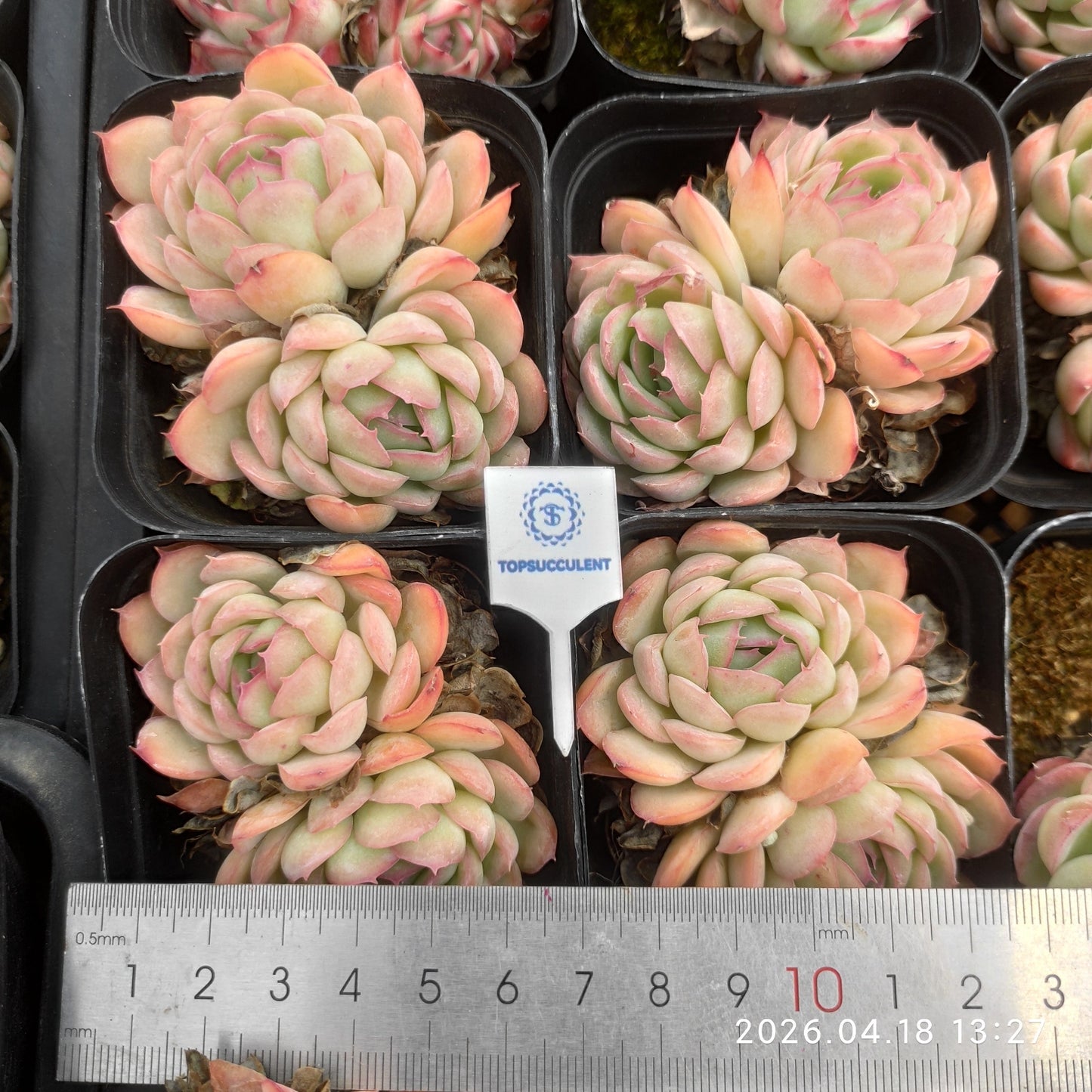 25955 Echeveria Strawberry Ice (7cm pot size)