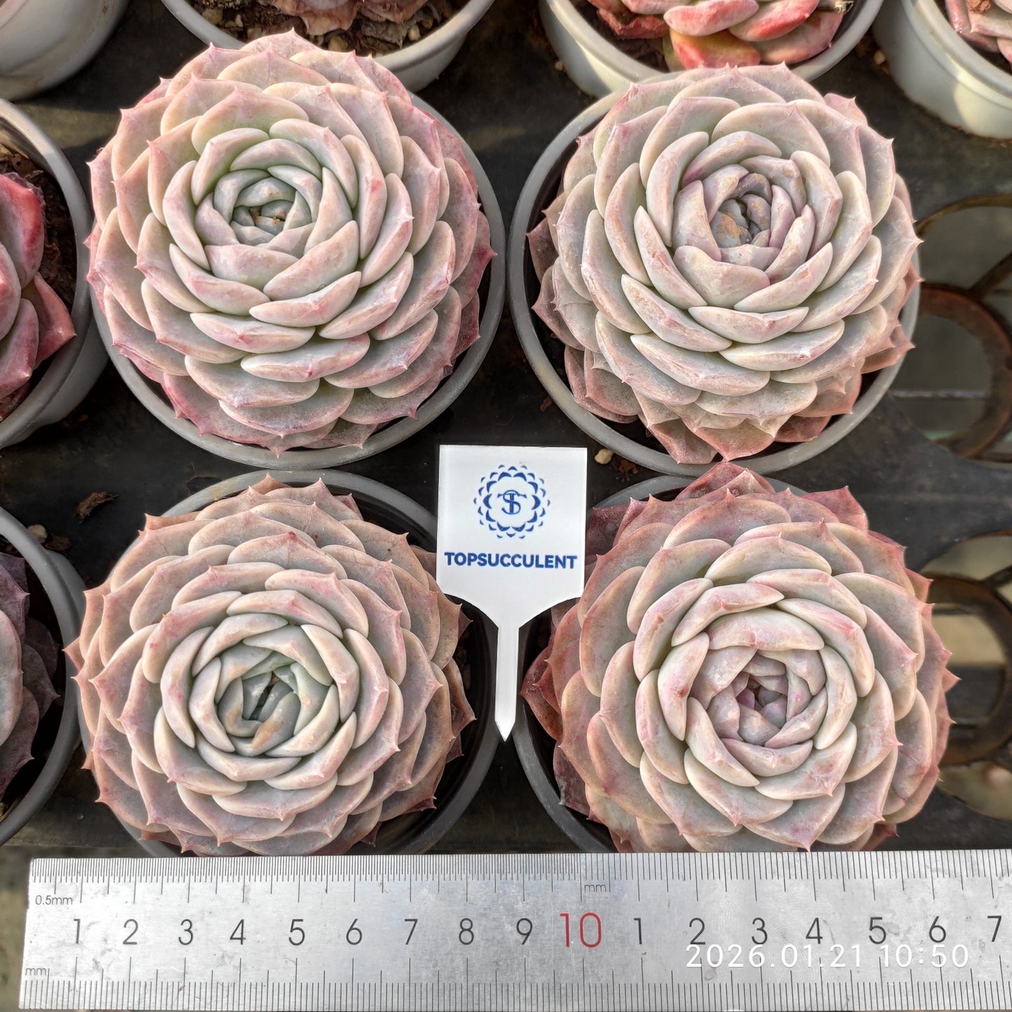 14994 Echeveria Pure Love (9cm pot size)