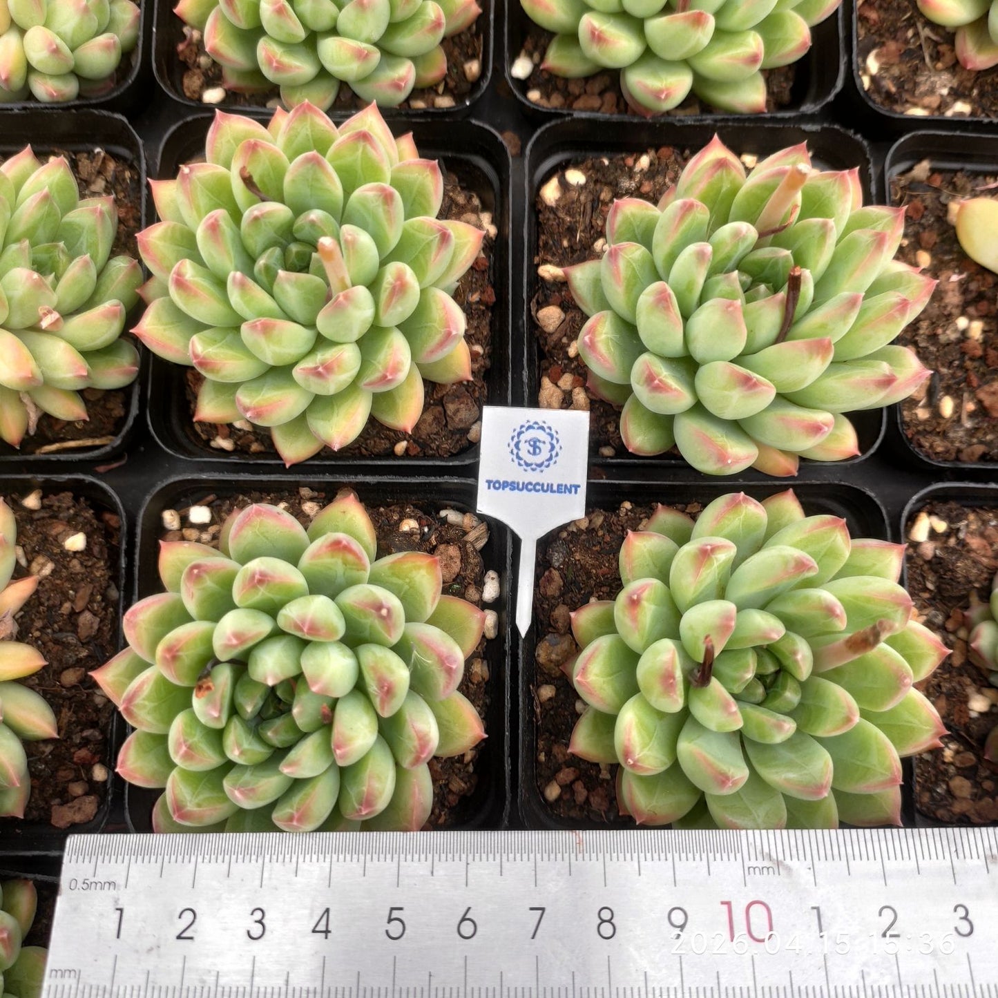 361634 Echeveria Treasure Jadeite Beauty (7cm pot size)