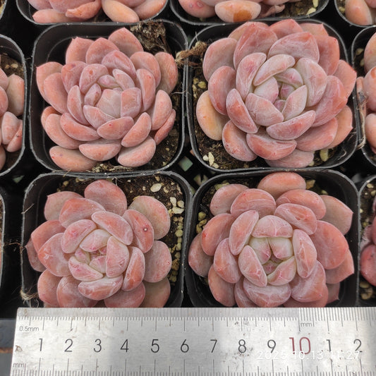 T3470 Echeveria Orange Monroe (5.5cm pot size)