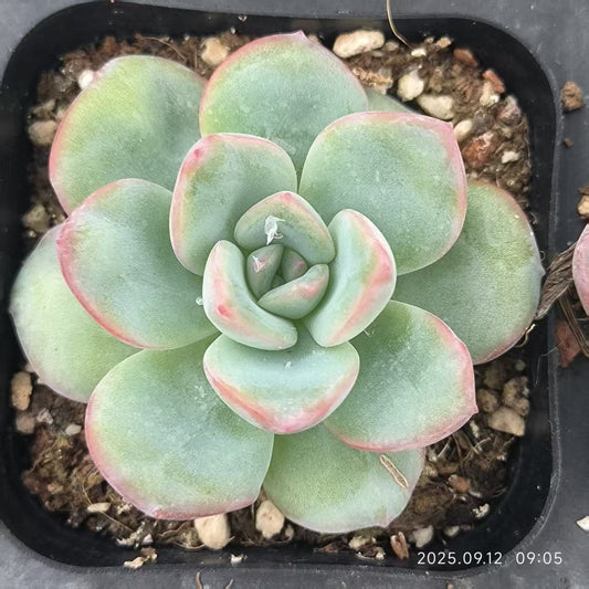 RDD282 Echeveria Amabille(6.5cm pot size)