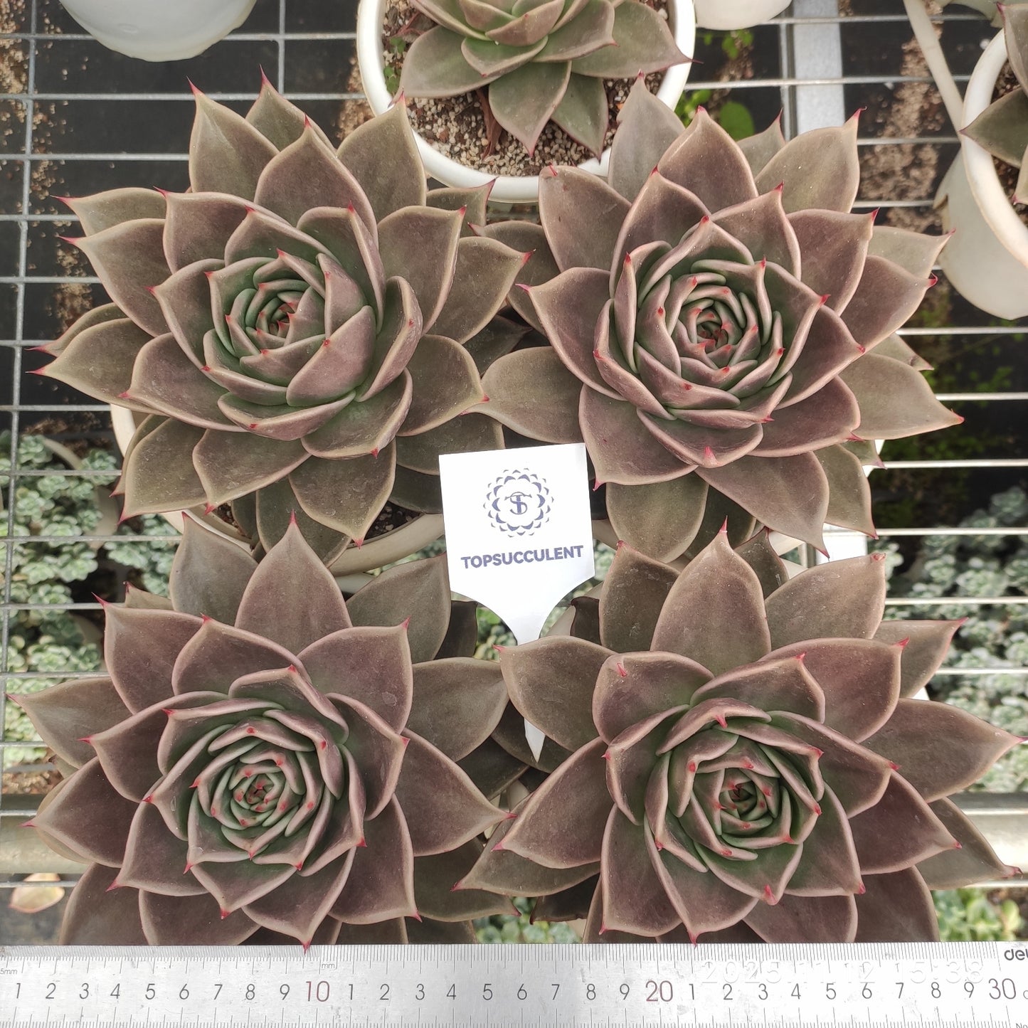 19318 Echeveria Stars (16cm pot size)