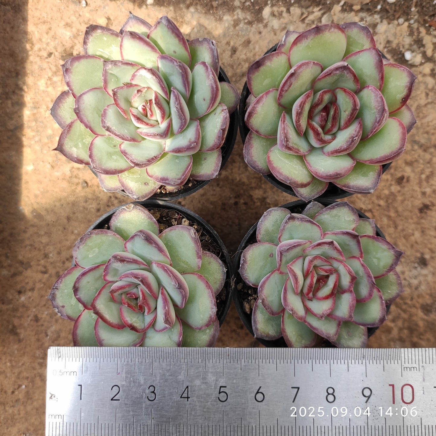 MMY1243 Echeveria Mexico Pulidones(5.5cm pot size)