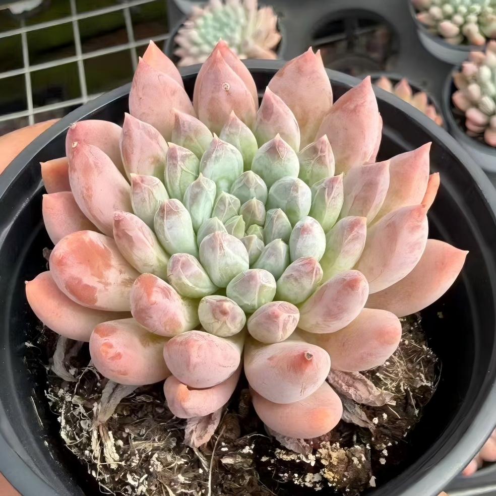 21855 Echeveria Phantom Beauty (9cm pot size)