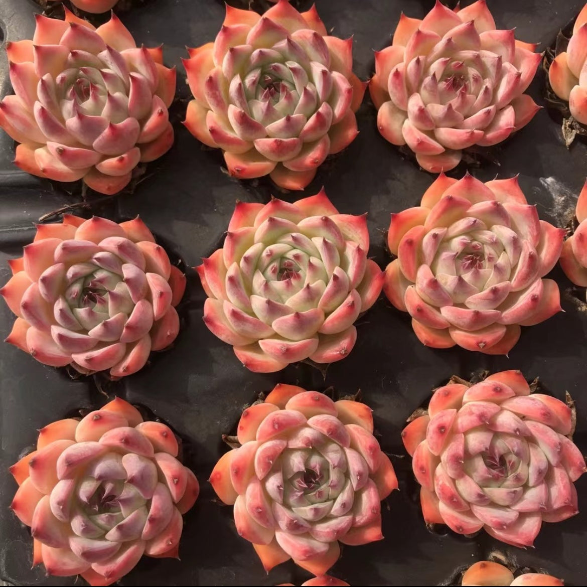 23905 Echeveria Chihuahuaensis (5cm pot size)