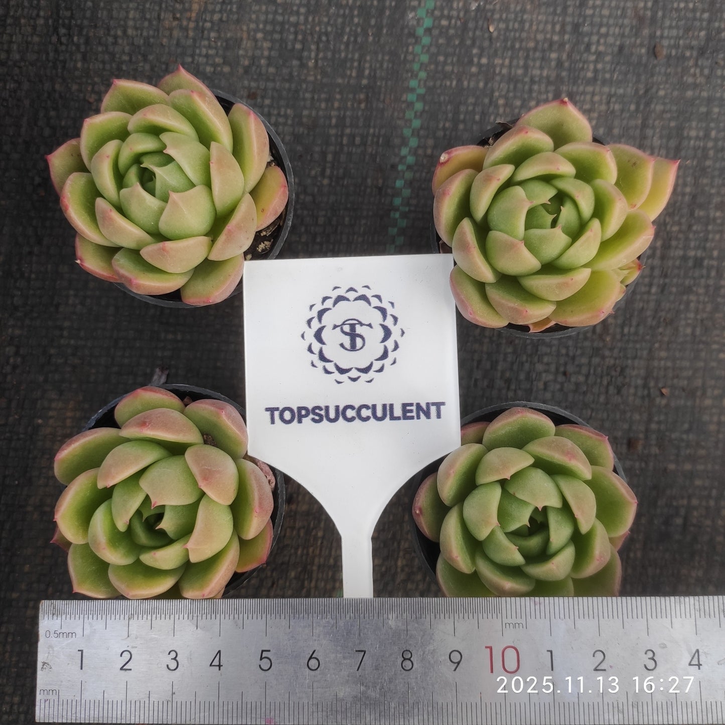 11478 Echeveria Ice City (5.5cm pot size)