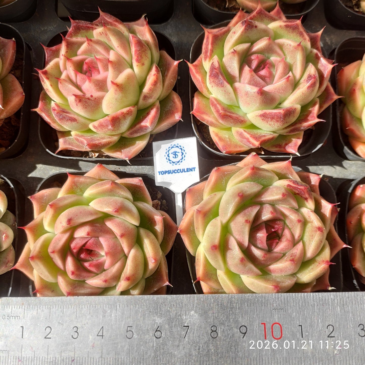 25086 Echeveria Rouge Malgan (6.5cm pot size)