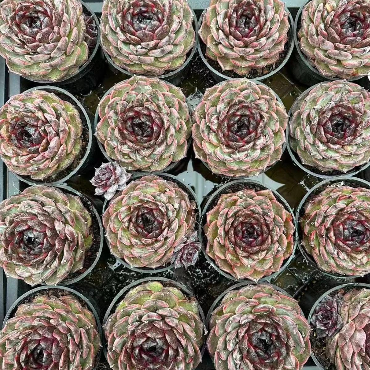 22625 Echeveria Black Moss (9cm pot size)