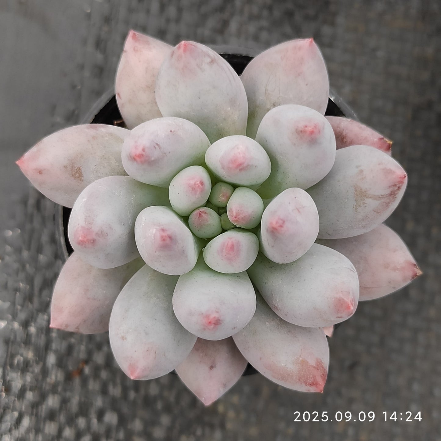 MMT005 Echeveria Angels Finger(5cm pot size)