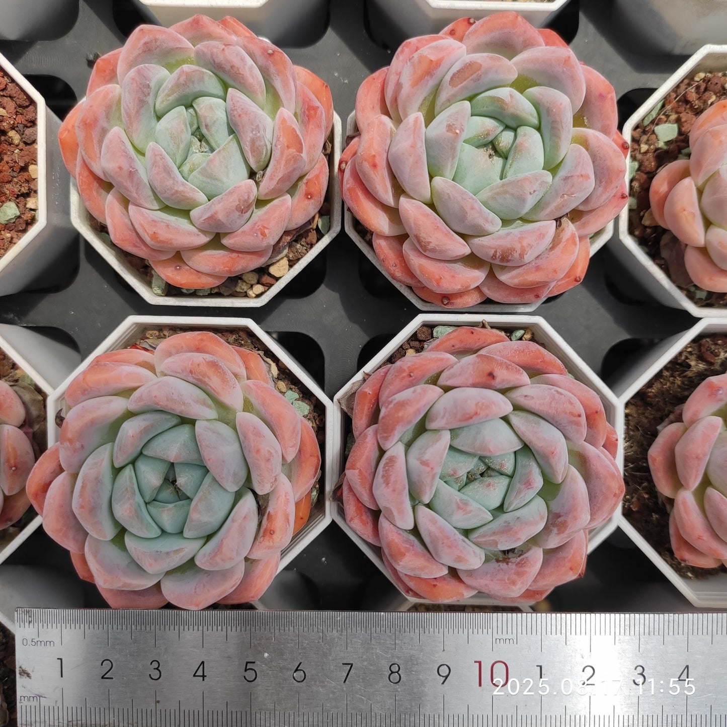 80562 Echeveria Ruby Ring (6.5cm pot size)