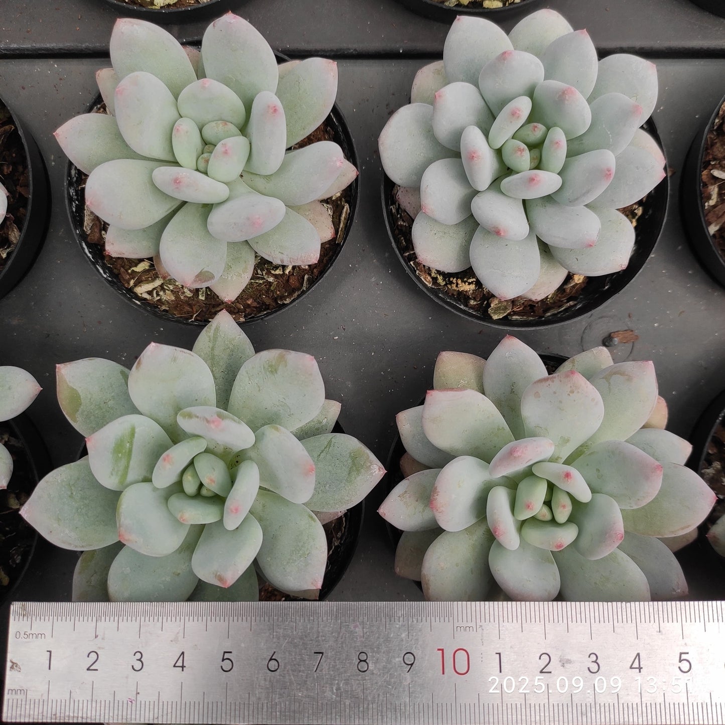 20914 Echeveria Snow Shine (9cm pot size)