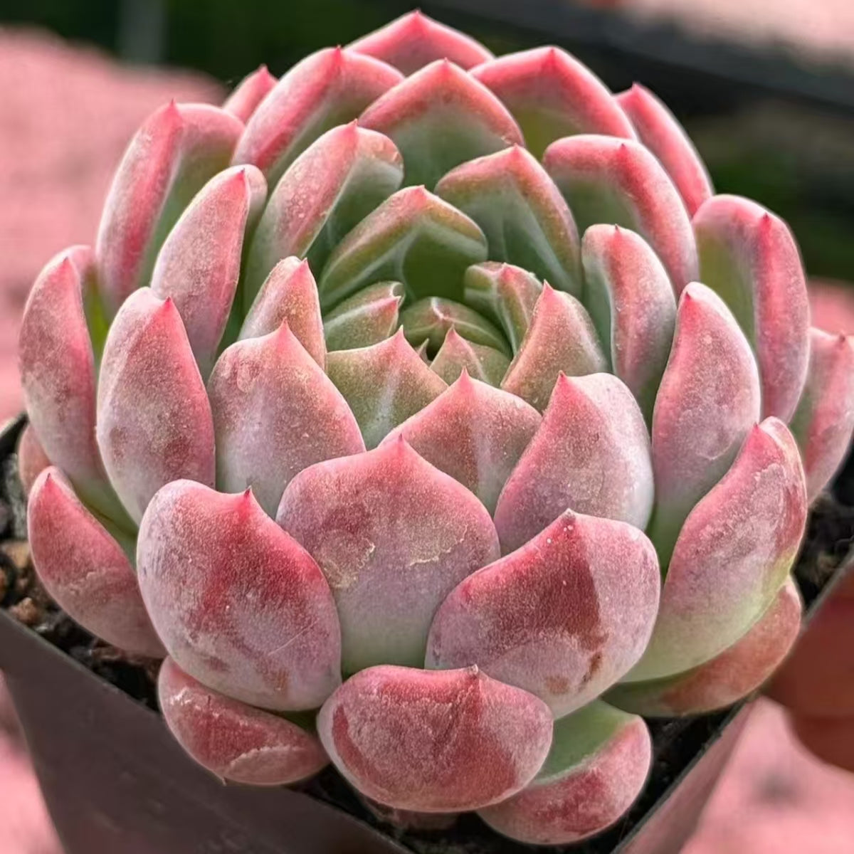 QNY160 Echeveria Carat Lovers(7cm pot size)