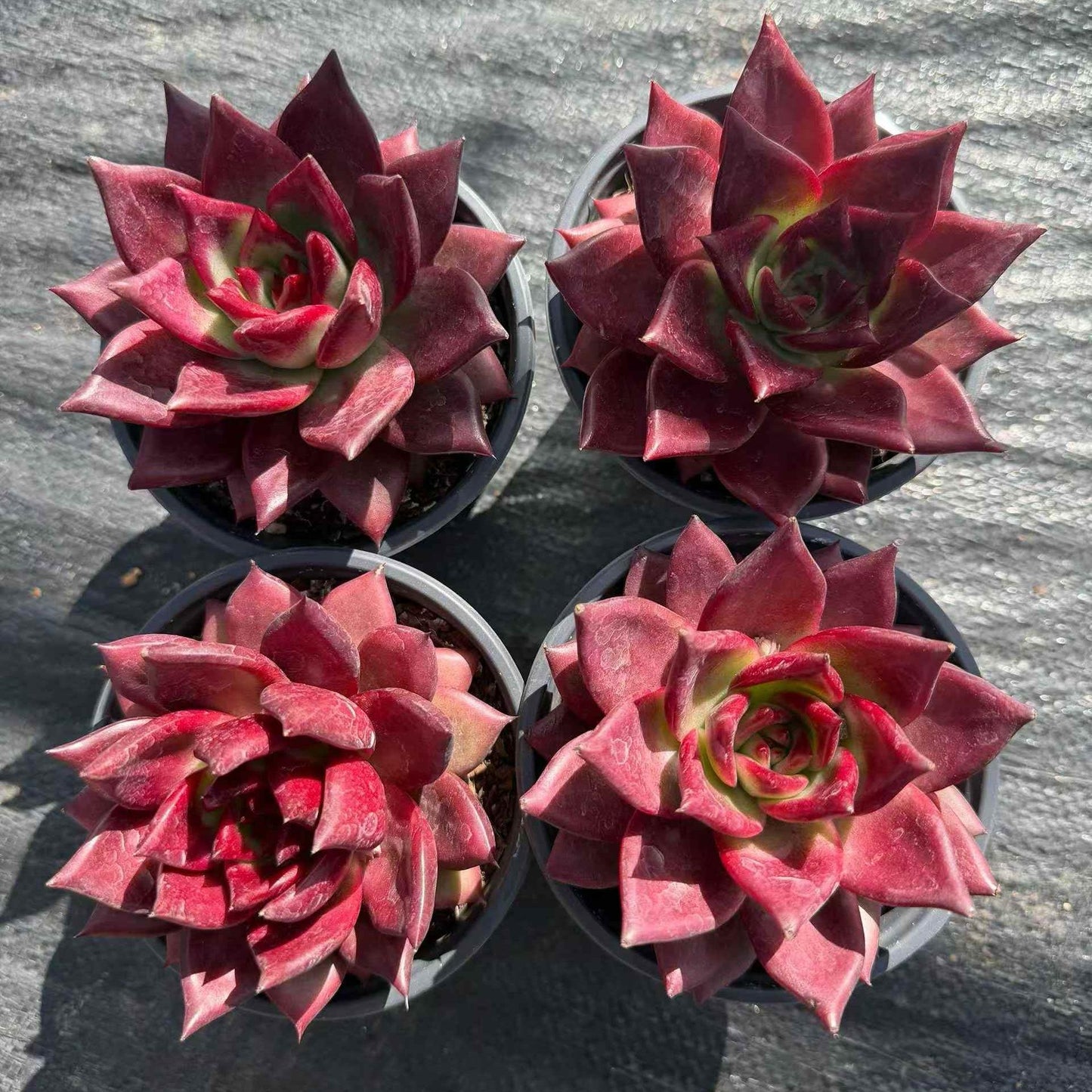 24060 Echeveria Roca (11cm pot size)