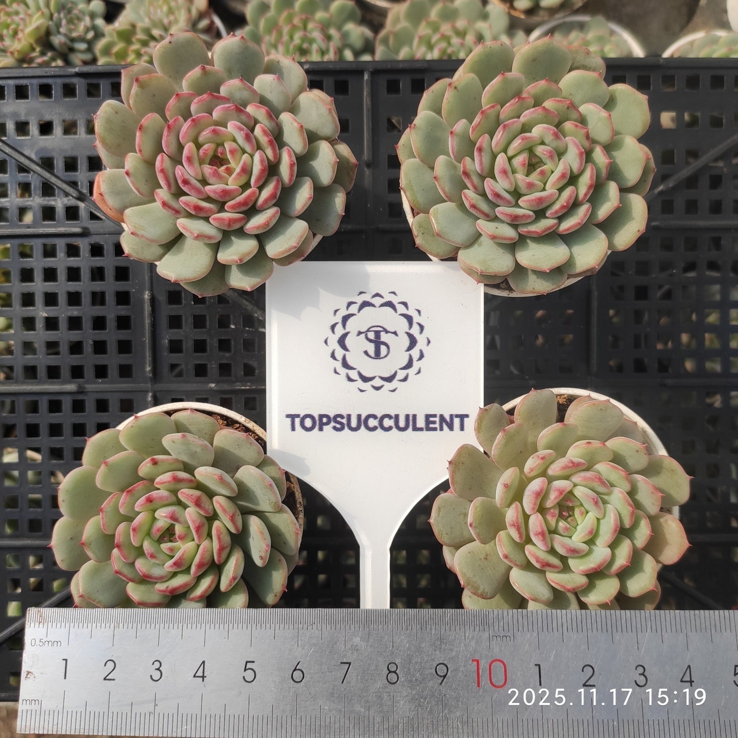 21464 Echeveria White Fat (5.5cm pot size)