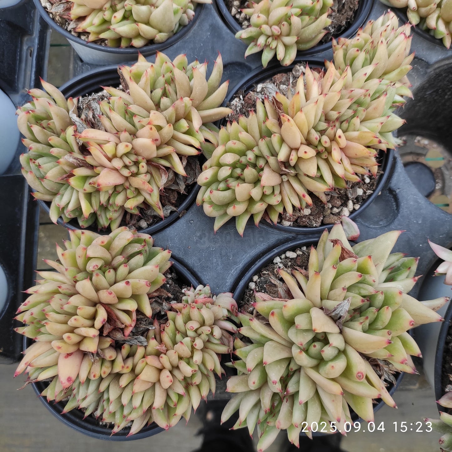 MMY1058 Echeveria Ike Soul Variegated Cristata(9cm pot size)