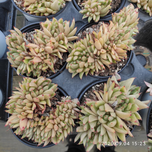 MMY1058 Echeveria Ike Soul Variegated Cristata(9cm pot size)