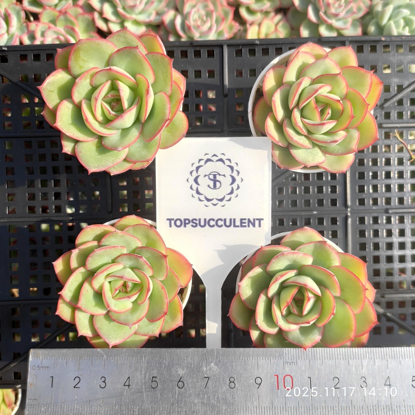 12751 Echeveria Modan Jeong (5.5cm pot size)