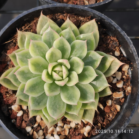 TPKM050 Echeveria Butterfly Variegated(8cm pot size)