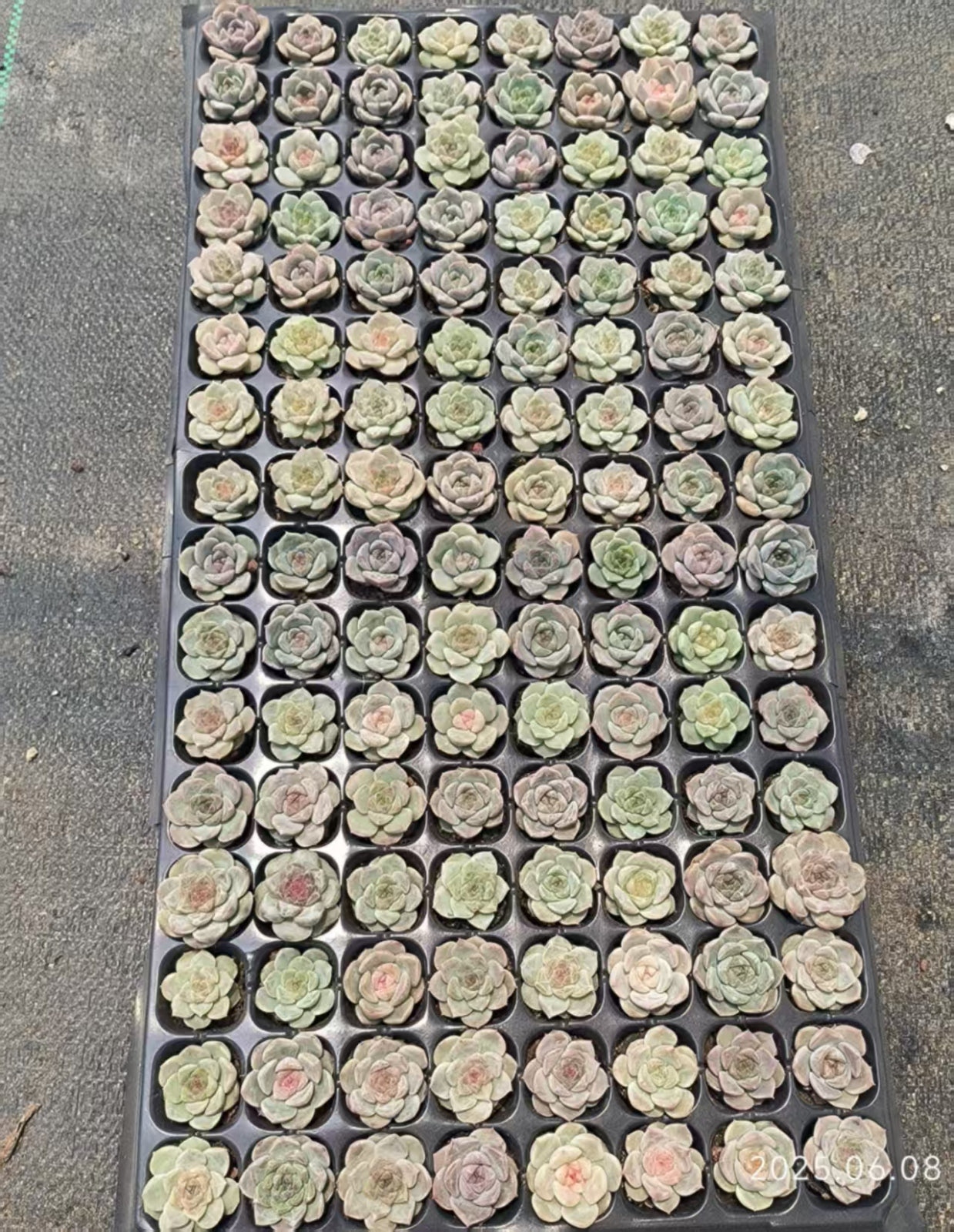 19110 Echeveria Ice Spirit Hyb (3cm pot size)