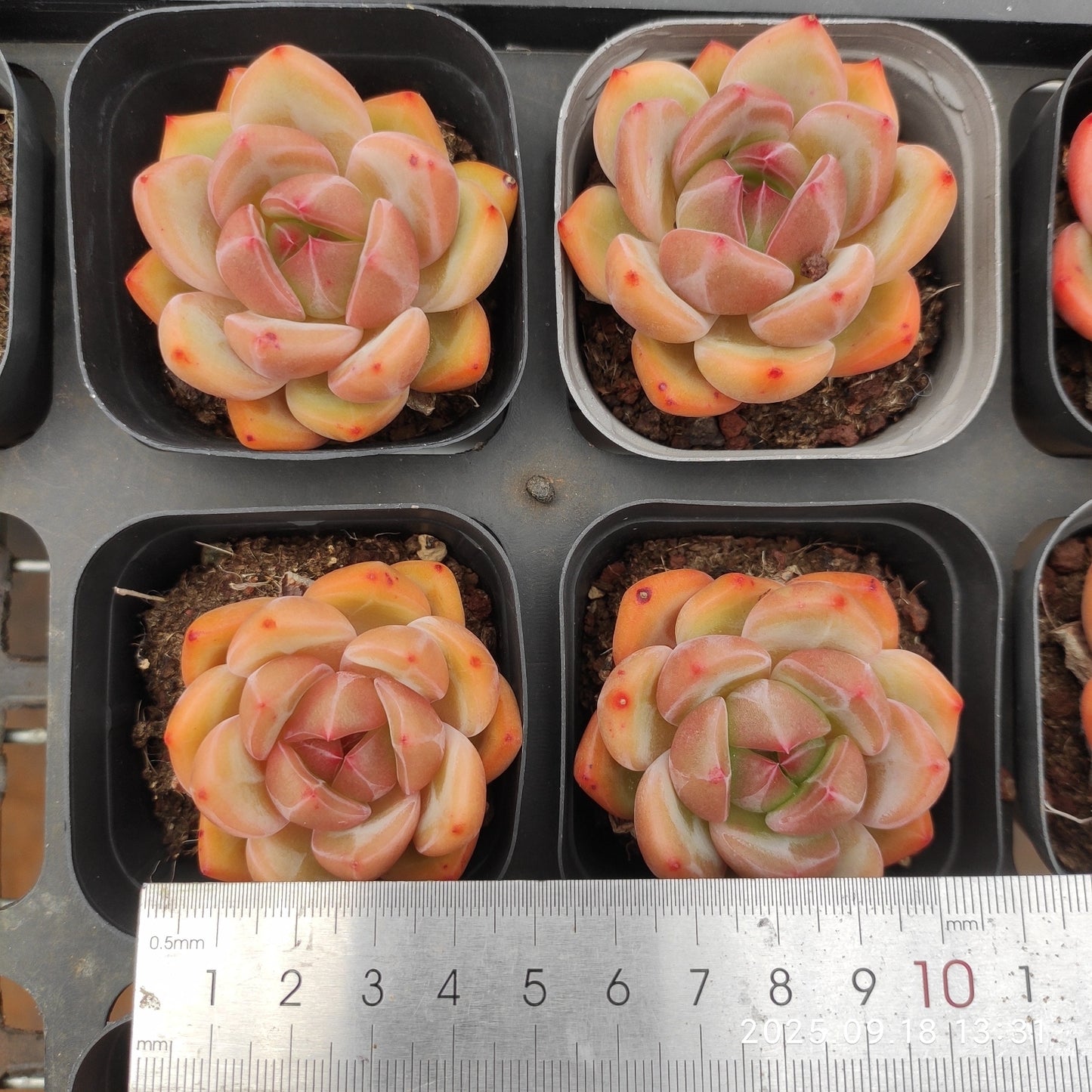 LMM332 Echeveria Charlotte(6.5cm pot size)