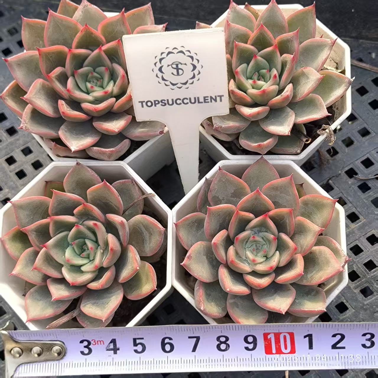 4019 Echeveria Sweet Princess (6.5cm pot size)