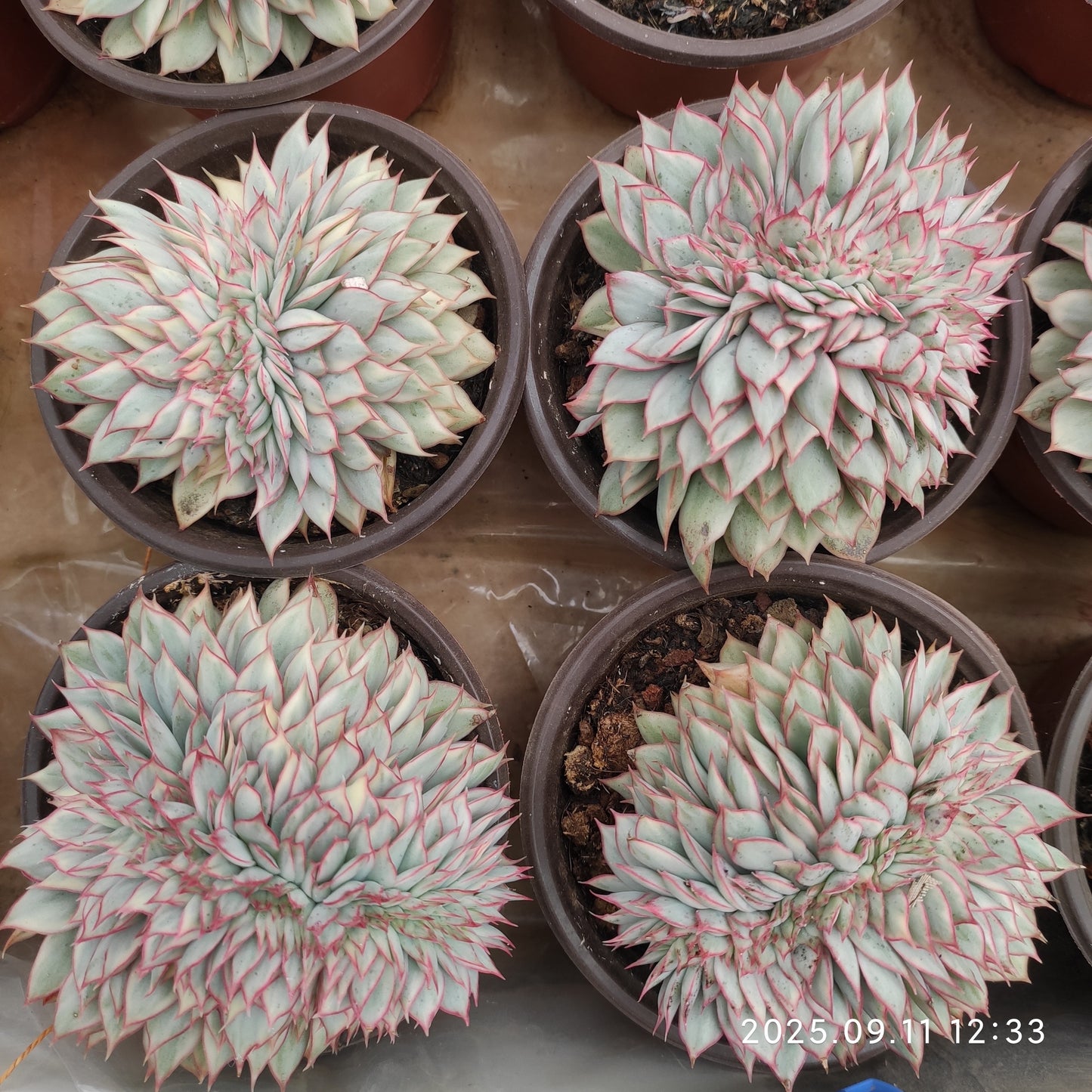 THH075 Echeveria Esther Variegated(12cm pot size)