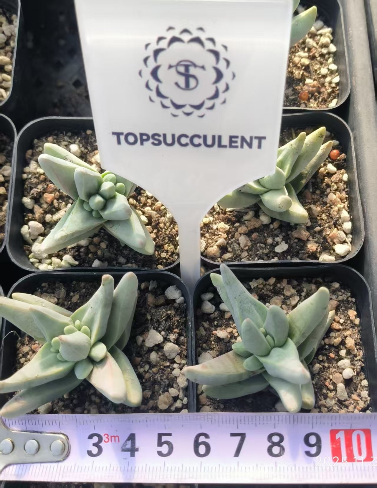 8492 Crassula White Rhinoceros (6.5cm pot size)