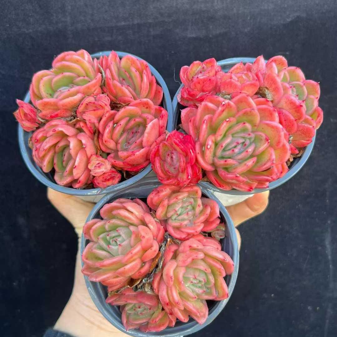 22809 Echeveria RasAga (9cm pot size)