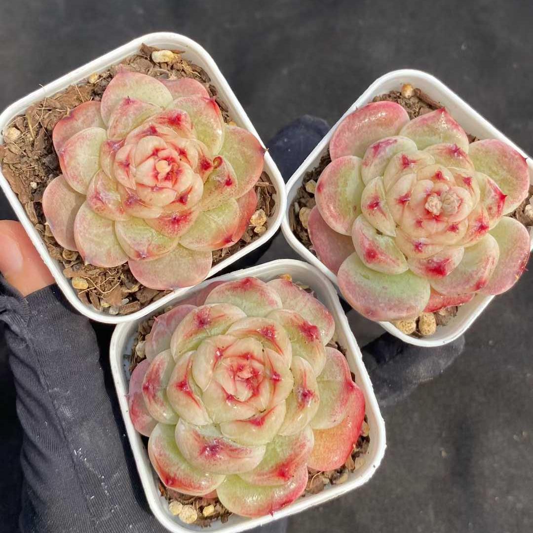 24837 Echeveria Peach Cake (5.5cm pot size)