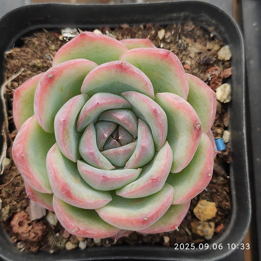 RC029 Echeveria Pink Crystal Rose(7cm pot size)