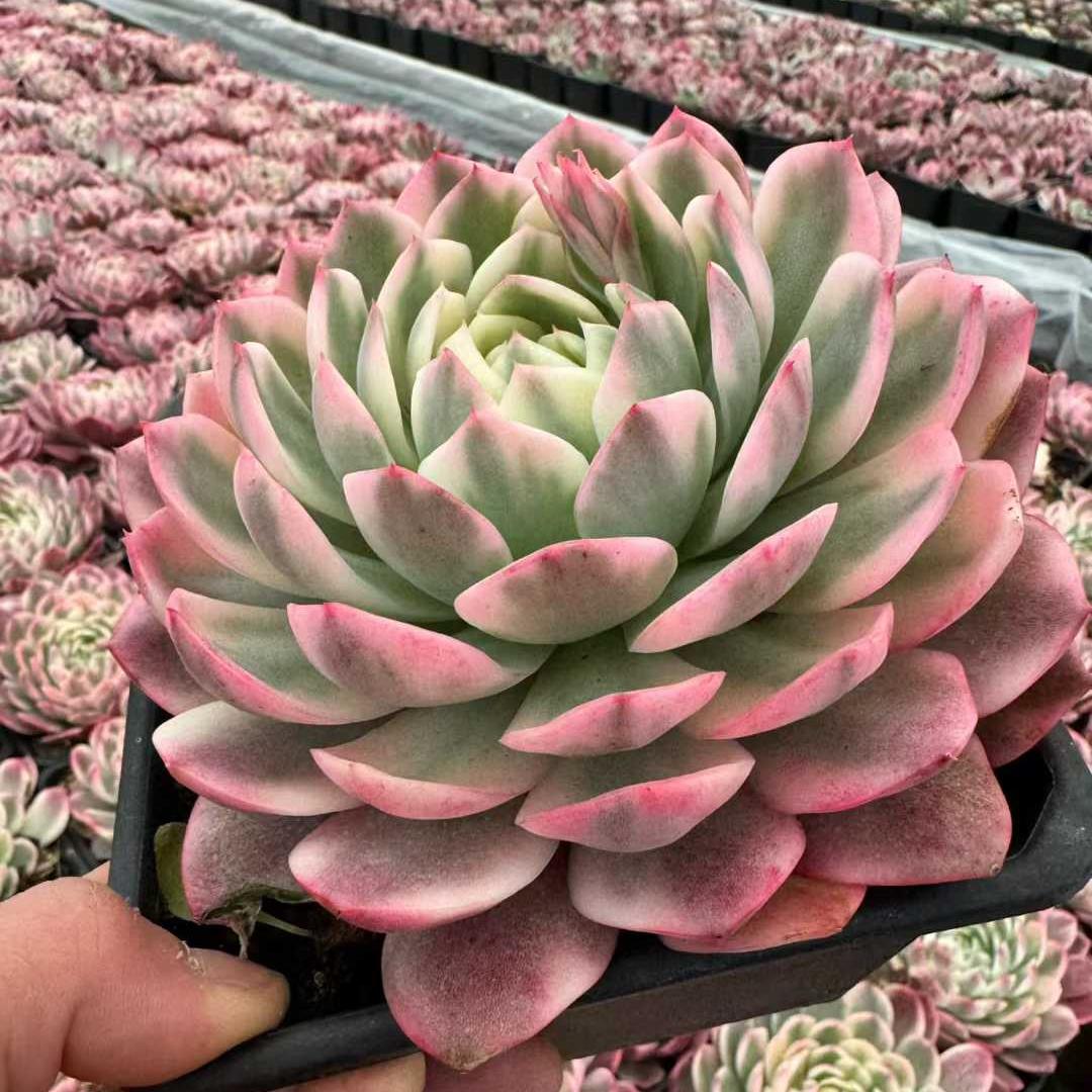 25776 Echeveria Aurora Blush Variegated (14cm pot size)