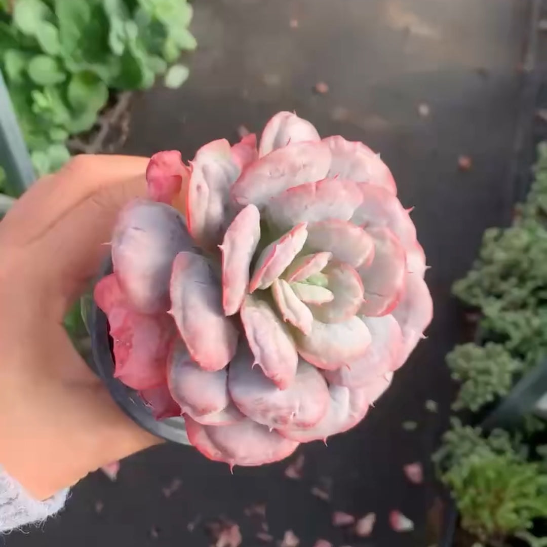 23646 Echeveria Heart Delight (11cm pot size)
