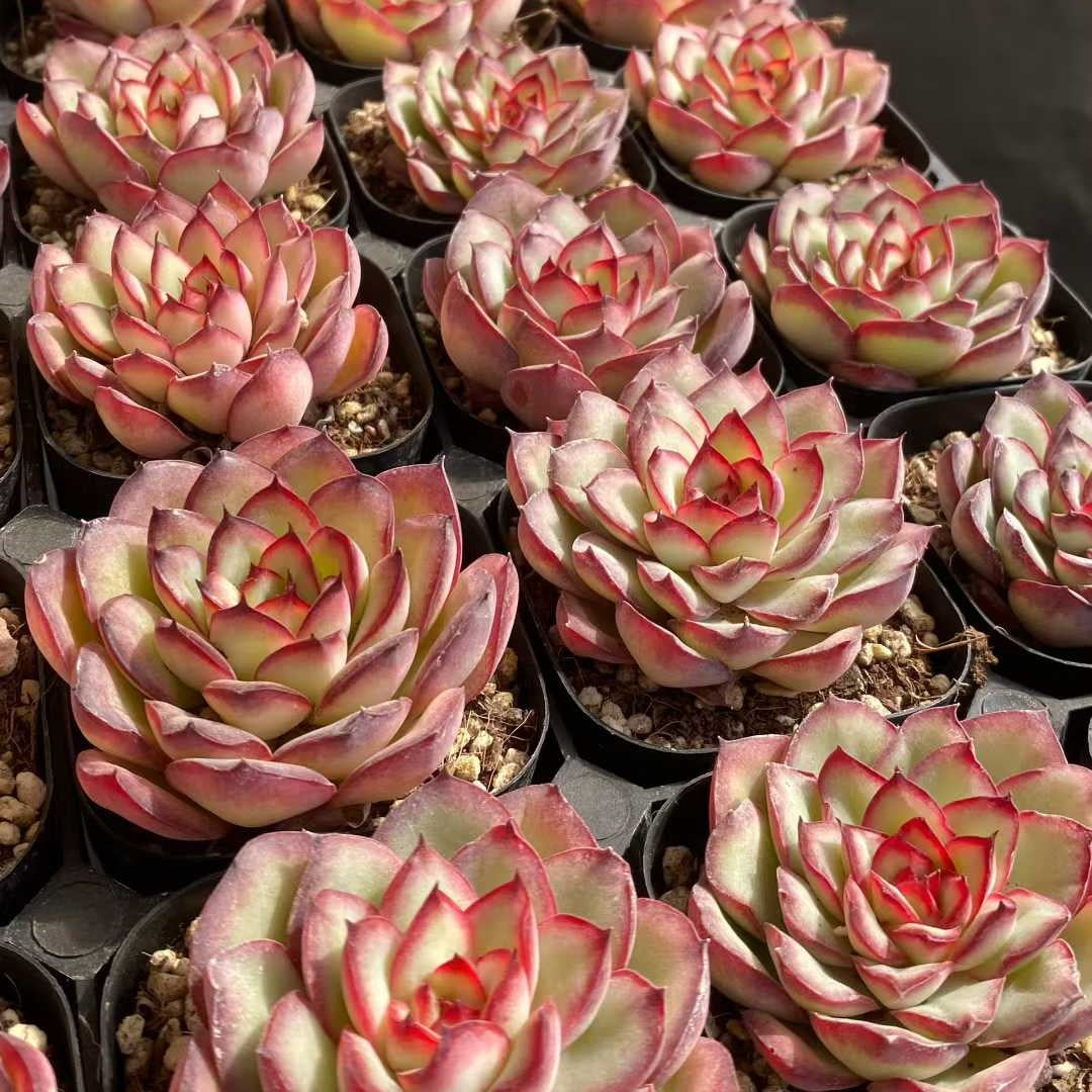 25386 Echeveria Mexico Pulidones (6.3cm pot size)