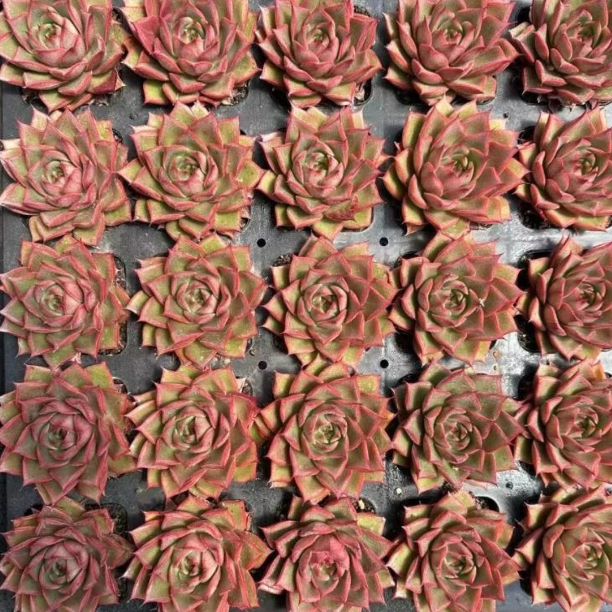 21271 Echeveria Mangrove (7cm pot size)