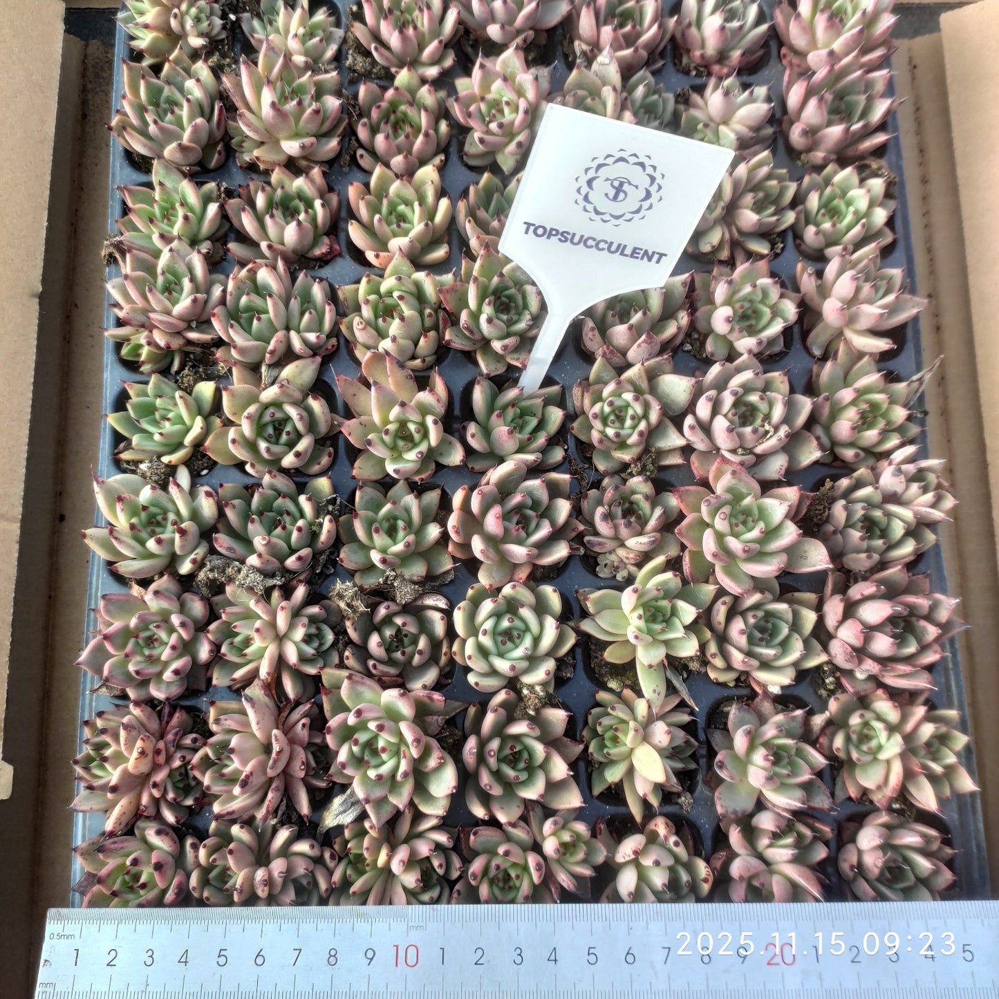 23966 Echeveria Hallowen (3cm pot size)