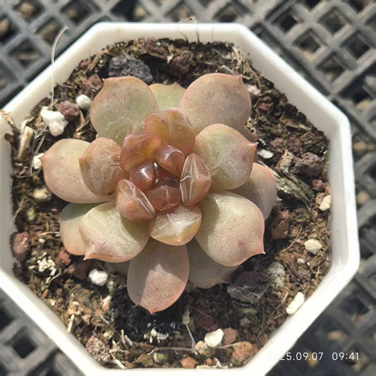 FFH326 Echeveria Red Lover(6.5cm pot size)