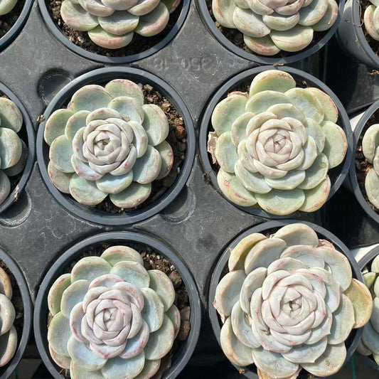25370 Echeveria Macchiato (9cm pot size)