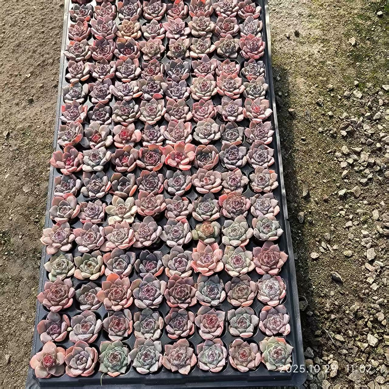 21700 Echeveria Ice Lotus (3cm pot size)