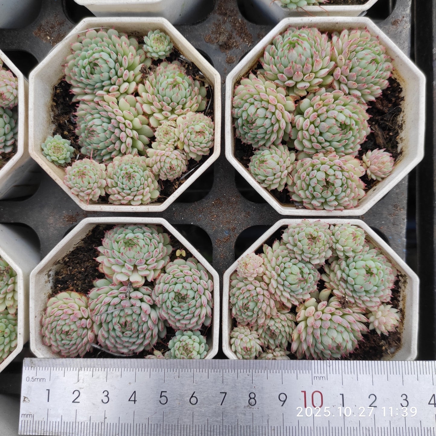 8350 Echeveria Glublosa (7cm pot size)