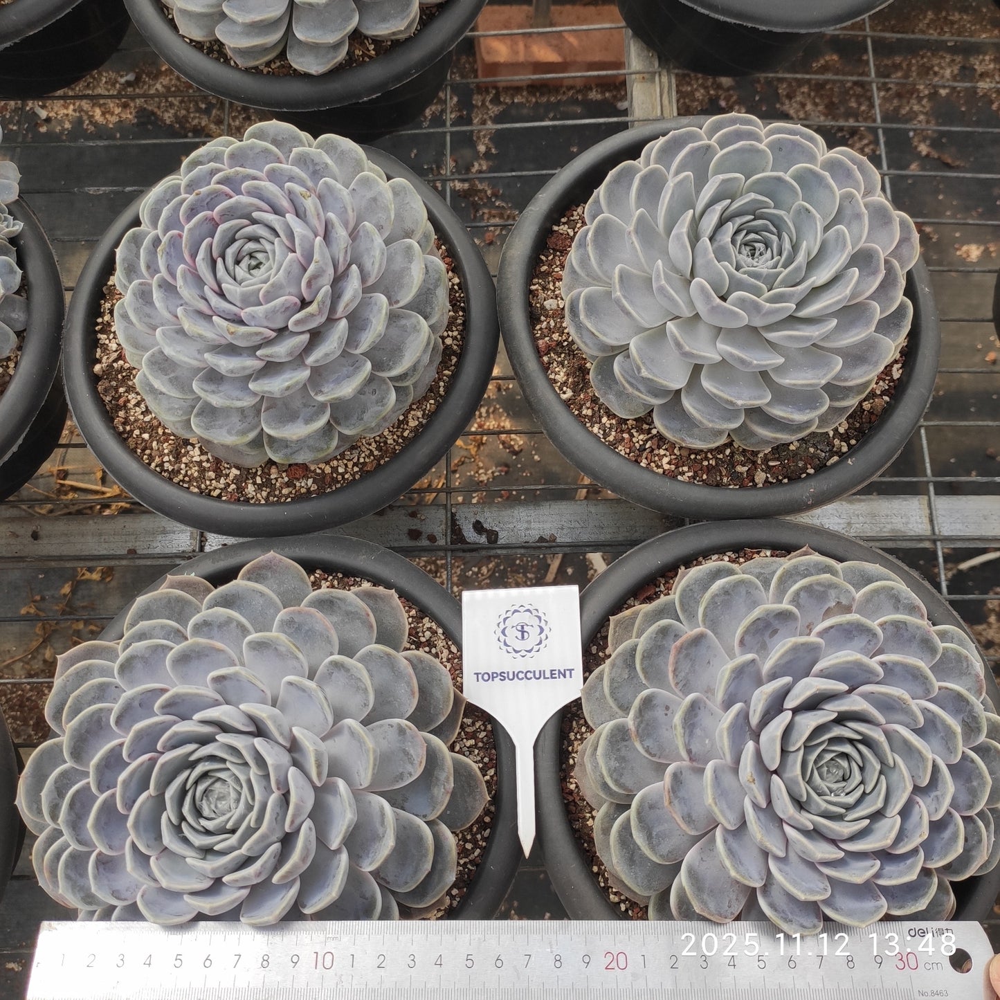 21061 Echeveria Tiny Burger (18cm pot size)