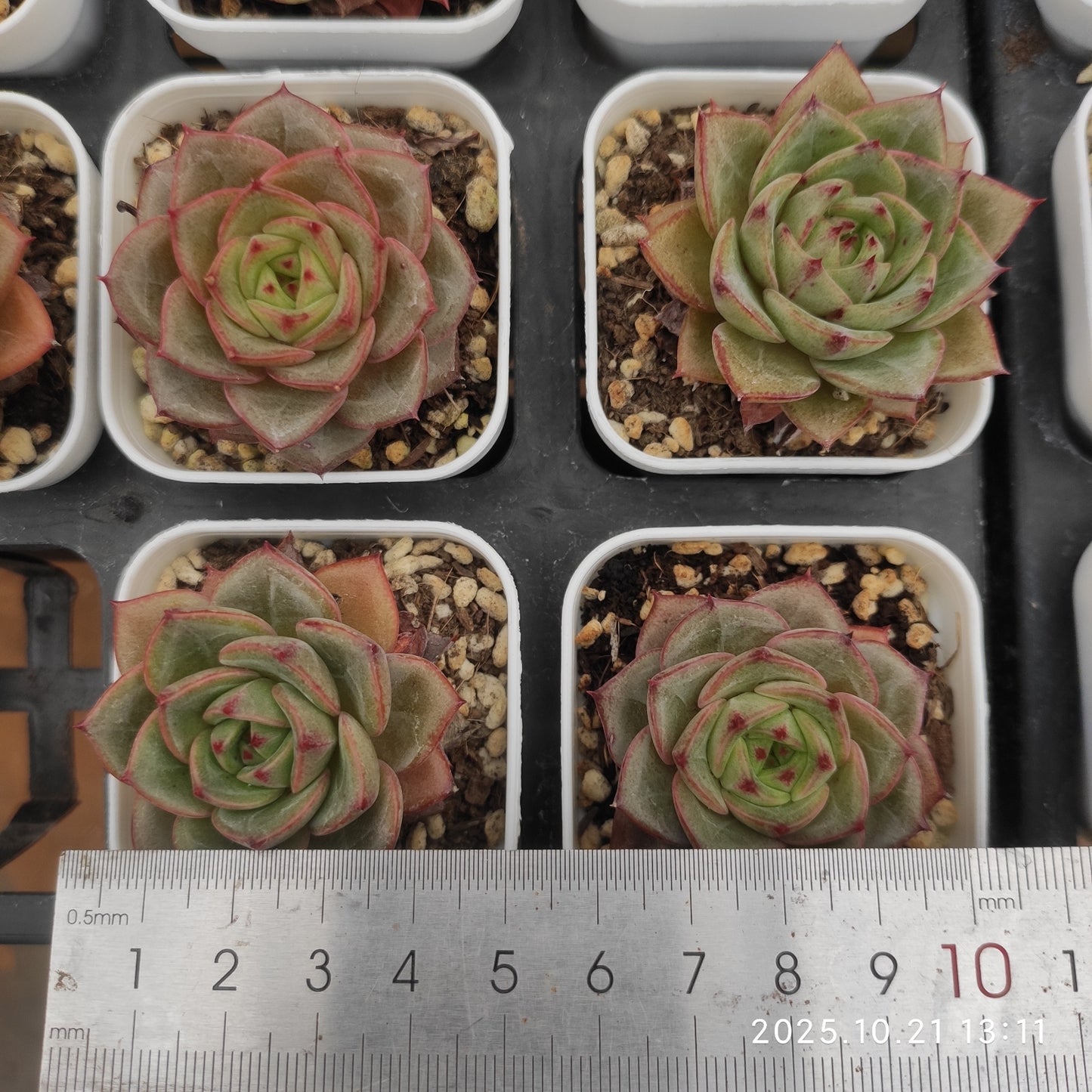 19678 Echeveria Bright Feather (5.5cm pot size)