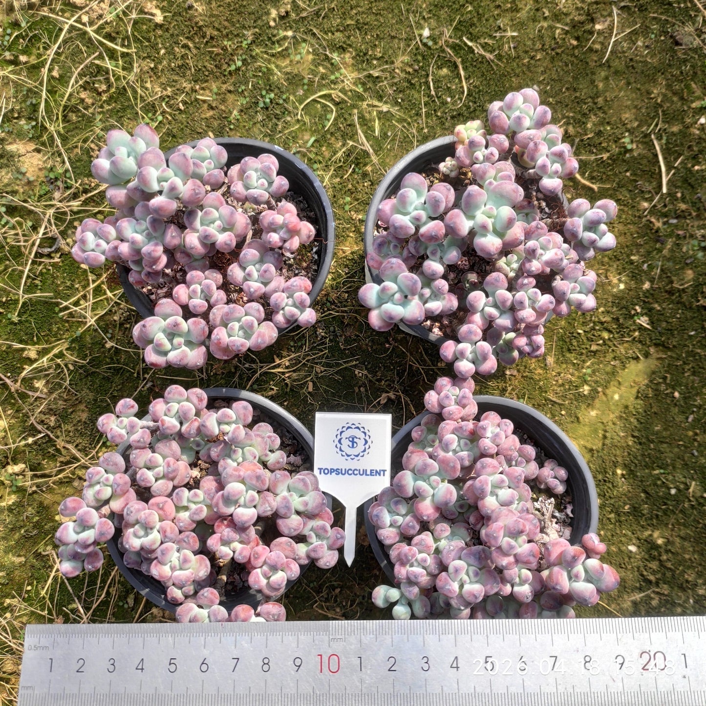 26008 Echeveria Comic Tom (9cm pot size)