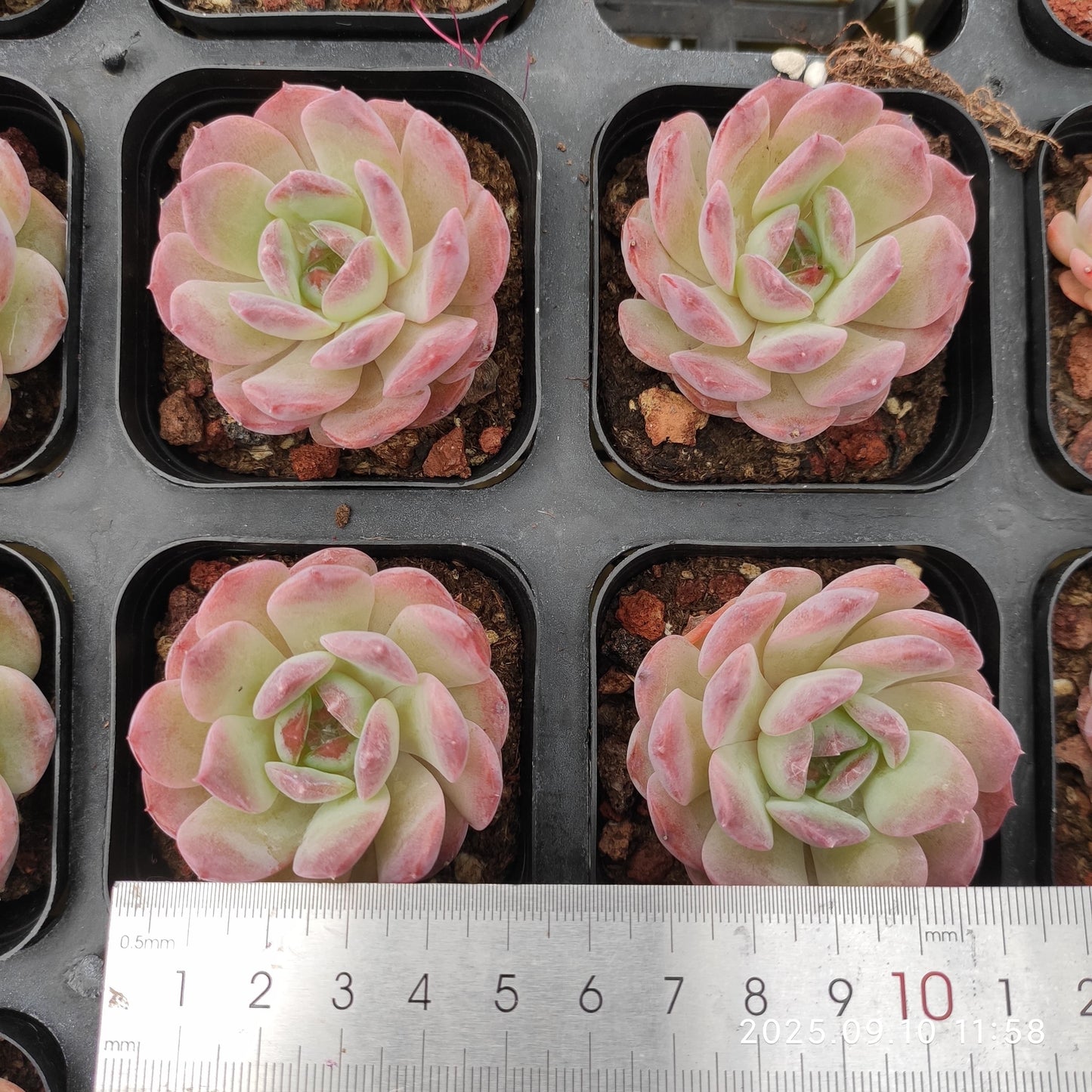 HG079 Echeveria Amazing Grace x Star Mark(7cm pot size)