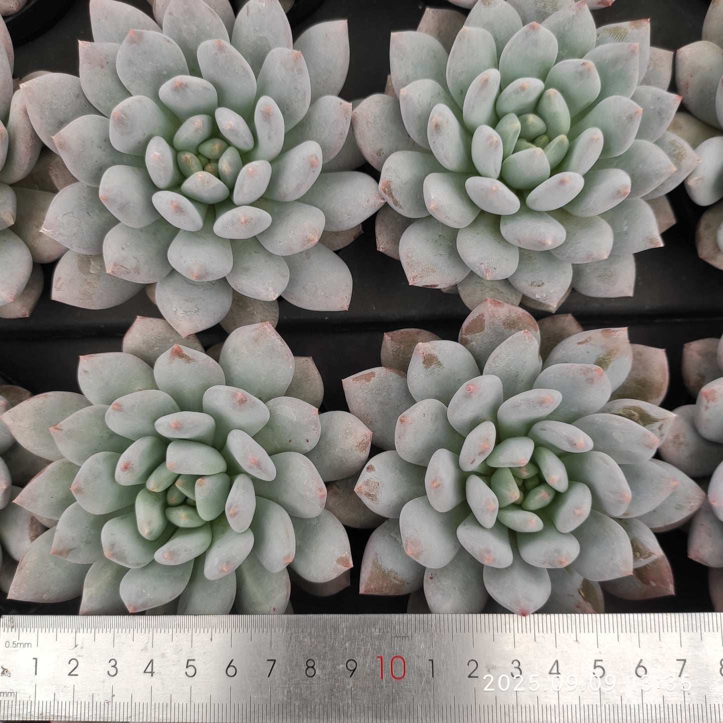 MMT876 Echeveria Half Summer(9cm pot size)