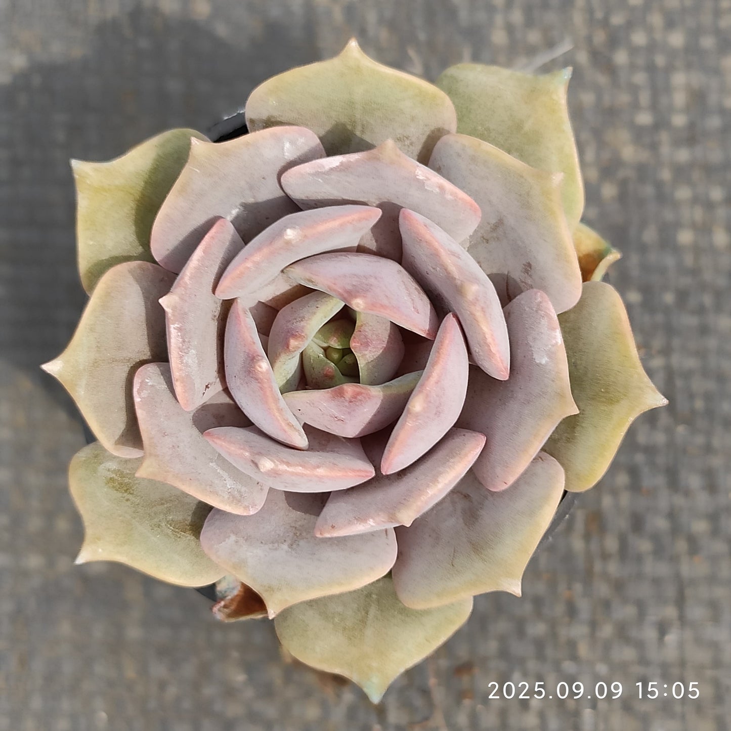 MMT742 Echeveria Pink Butterfly(5.5cm pot size)