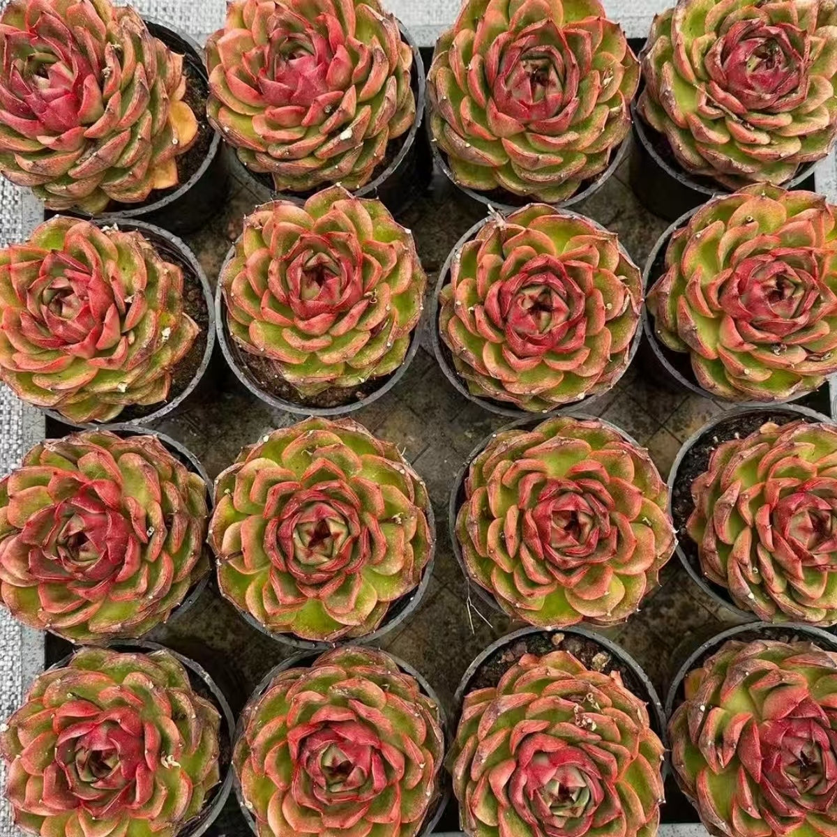 QNY199 Echeveria Starry Night Prince(9cm pot size)