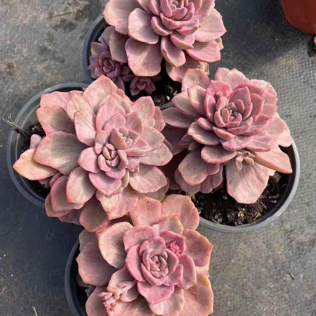 23411 Echeveria Gypsi Variegated (11cm pot size)